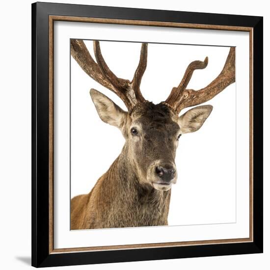 Close-Up of a Red Deer Stag in Front of a White Background-Life on White-Framed Photographic Print