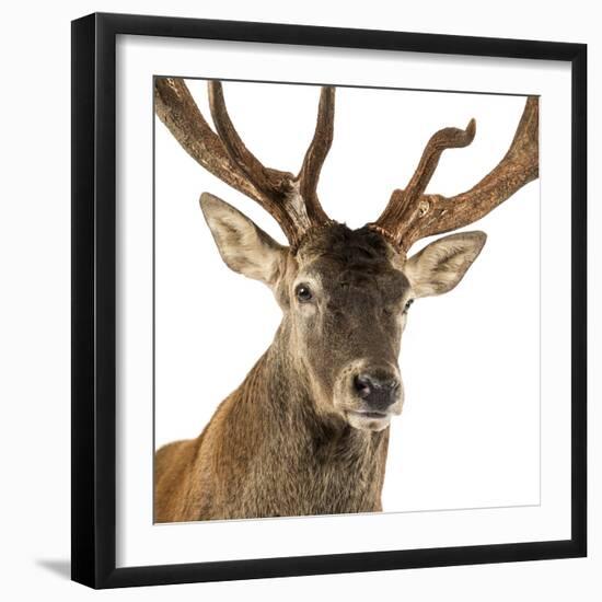 Close-Up of a Red Deer Stag in Front of a White Background-Life on White-Framed Photographic Print