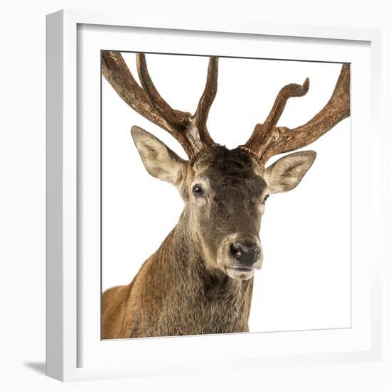 Close-Up of a Red Deer Stag in Front of a White Background-Life on White-Framed Photographic Print