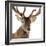 Close-Up of a Red Deer Stag in Front of a White Background-Life on White-Framed Photographic Print