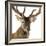 Close-Up of a Red Deer Stag in Front of a White Background-Life on White-Framed Photographic Print