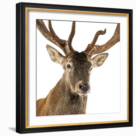 Close-Up of a Red Deer Stag in Front of a White Background-Life on White-Framed Photographic Print