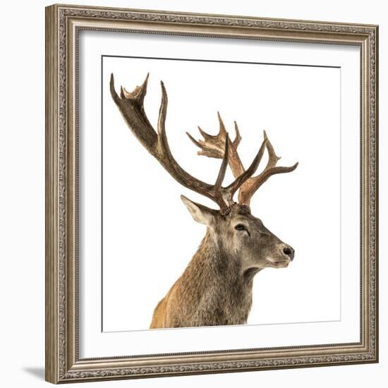 Close-Up of a Red Deer Stag in Front of a White Background-Life on White-Framed Photographic Print