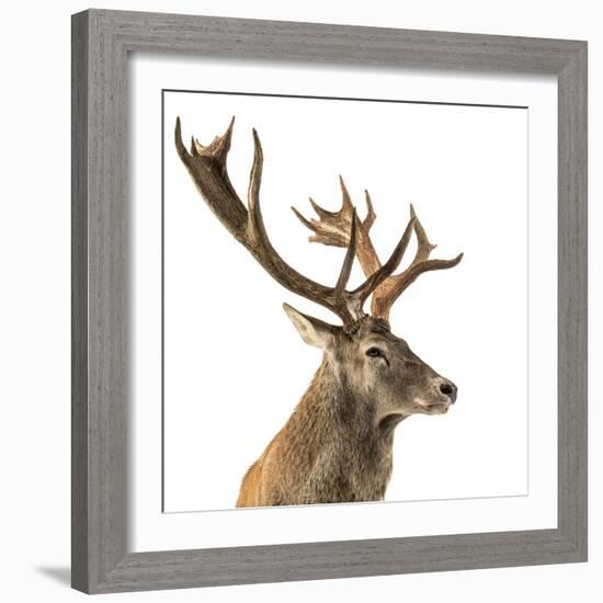 Close-Up of a Red Deer Stag in Front of a White Background-Life on White-Framed Photographic Print