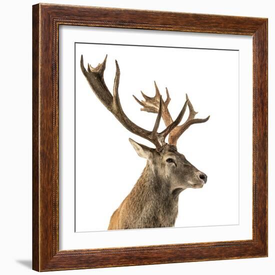 Close-Up of a Red Deer Stag in Front of a White Background-Life on White-Framed Photographic Print