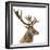 Close-Up of a Red Deer Stag in Front of a White Background-Life on White-Framed Photographic Print