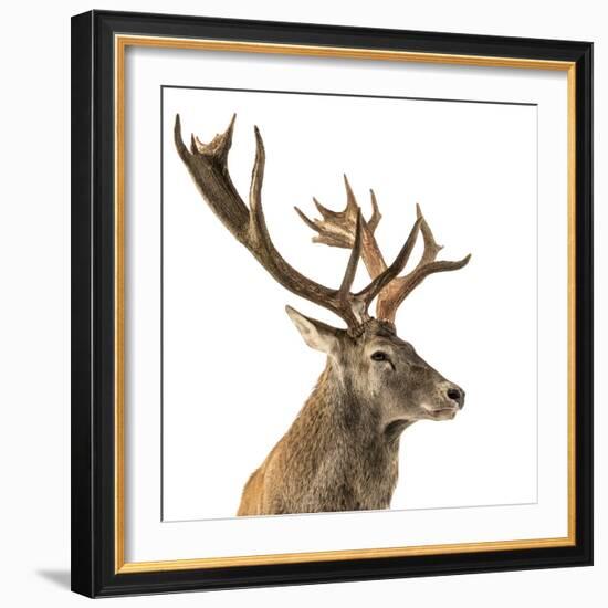 Close-Up of a Red Deer Stag in Front of a White Background-Life on White-Framed Photographic Print