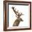 Close-Up of a Red Deer Stag in Front of a White Background-Life on White-Framed Photographic Print