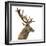 Close-Up of a Red Deer Stag in Front of a White Background-Life on White-Framed Photographic Print