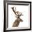 Close-Up of a Red Deer Stag in Front of a White Background-Life on White-Framed Photographic Print