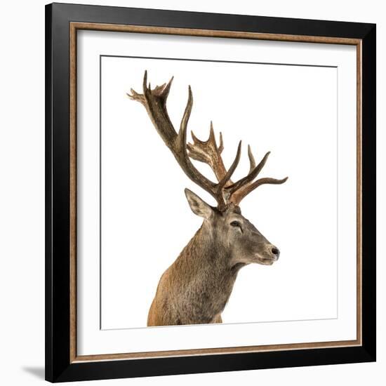 Close-Up of a Red Deer Stag in Front of a White Background-Life on White-Framed Photographic Print