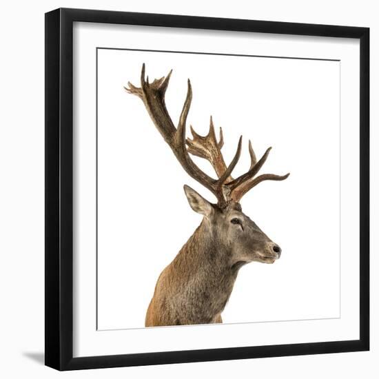 Close-Up of a Red Deer Stag in Front of a White Background-Life on White-Framed Photographic Print