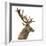 Close-Up of a Red Deer Stag in Front of a White Background-Life on White-Framed Photographic Print