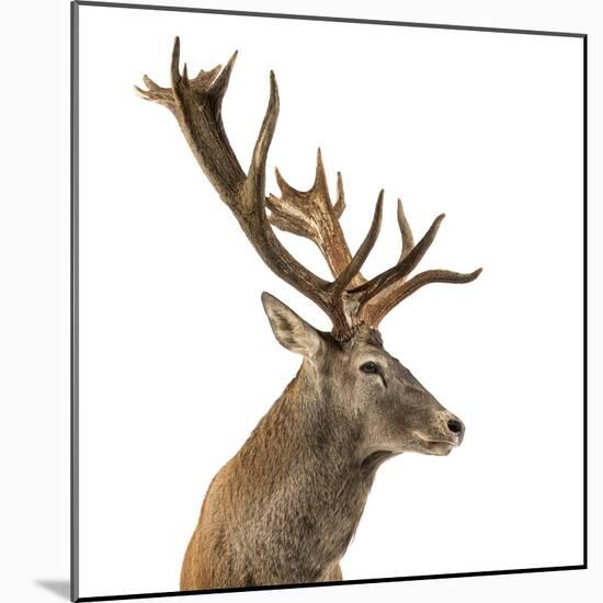 Close-Up of a Red Deer Stag in Front of a White Background-Life on White-Mounted Photographic Print