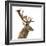 Close-Up of a Red Deer Stag in Front of a White Background-Life on White-Framed Photographic Print