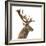 Close-Up of a Red Deer Stag in Front of a White Background-Life on White-Framed Photographic Print