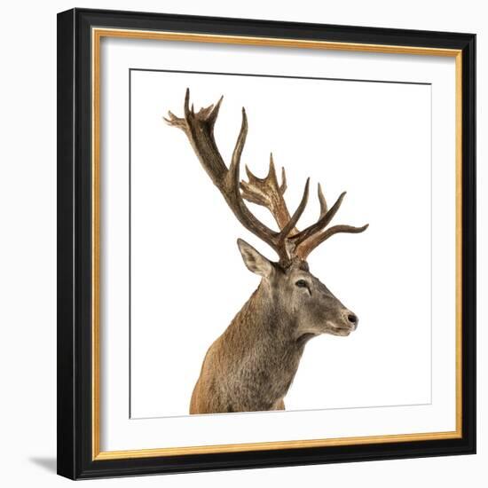 Close-Up of a Red Deer Stag in Front of a White Background-Life on White-Framed Photographic Print