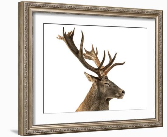 Close-Up of a Red Deer Stag in Front of a White Background-Life on White-Framed Photographic Print