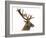 Close-Up of a Red Deer Stag in Front of a White Background-Life on White-Framed Photographic Print