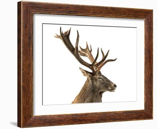 Close-Up of a Red Deer Stag in Front of a White Background-Life on White-Framed Photographic Print