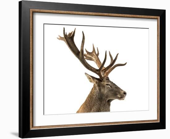 Close-Up of a Red Deer Stag in Front of a White Background-Life on White-Framed Photographic Print