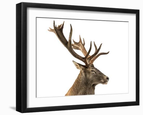 Close-Up of a Red Deer Stag in Front of a White Background-Life on White-Framed Photographic Print