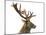 Close-Up of a Red Deer Stag in Front of a White Background-Life on White-Mounted Photographic Print