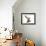 Close-Up of a Red Deer Stag in Front of a White Background-Life on White-Framed Photographic Print displayed on a wall