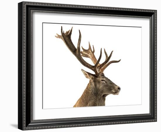 Close-Up of a Red Deer Stag in Front of a White Background-Life on White-Framed Photographic Print