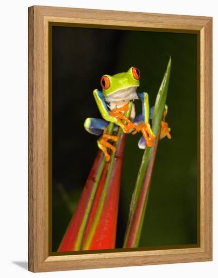 Close-Up of a Red-Eyed Tree Frog Sitting on a Heliconia Flower, Costa Rica-null-Framed Premier Image Canvas