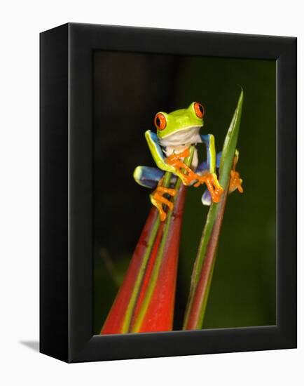 Close-Up of a Red-Eyed Tree Frog Sitting on a Heliconia Flower, Costa Rica-null-Framed Premier Image Canvas