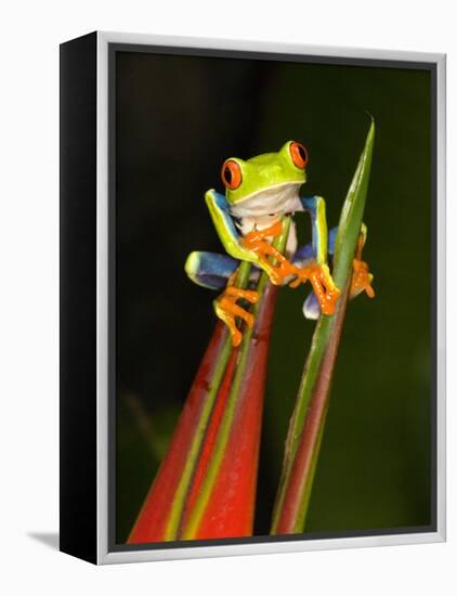 Close-Up of a Red-Eyed Tree Frog Sitting on a Heliconia Flower, Costa Rica-null-Framed Premier Image Canvas