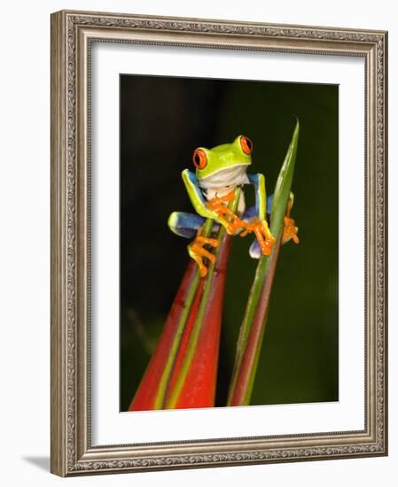 Close-Up of a Red-Eyed Tree Frog Sitting on a Heliconia Flower, Costa Rica-null-Framed Photographic Print