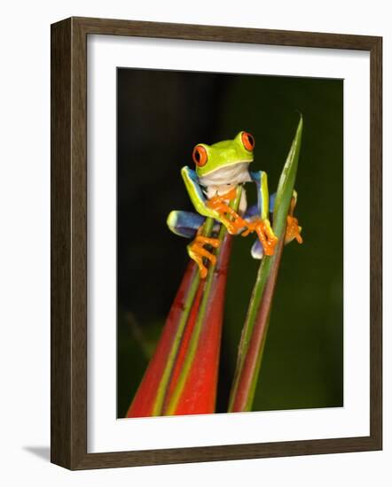 Close-Up of a Red-Eyed Tree Frog Sitting on a Heliconia Flower, Costa Rica-null-Framed Photographic Print