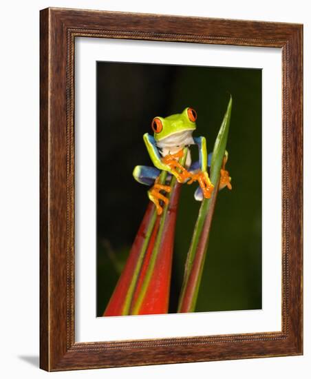 Close-Up of a Red-Eyed Tree Frog Sitting on a Heliconia Flower, Costa Rica-null-Framed Photographic Print