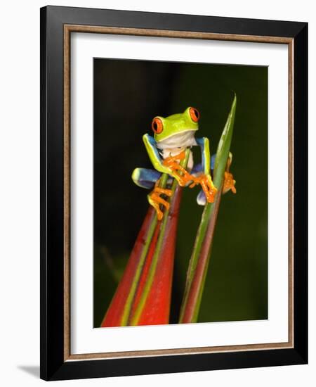 Close-Up of a Red-Eyed Tree Frog Sitting on a Heliconia Flower, Costa Rica-null-Framed Photographic Print