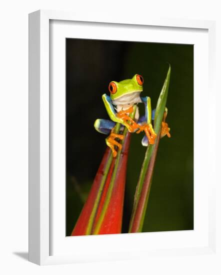 Close-Up of a Red-Eyed Tree Frog Sitting on a Heliconia Flower, Costa Rica-null-Framed Photographic Print