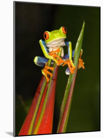 Close-Up of a Red-Eyed Tree Frog Sitting on a Heliconia Flower, Costa Rica-null-Mounted Photographic Print