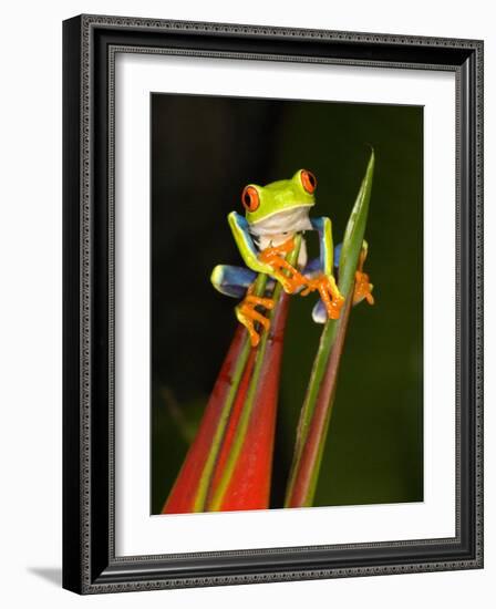 Close-Up of a Red-Eyed Tree Frog Sitting on a Heliconia Flower, Costa Rica-null-Framed Photographic Print