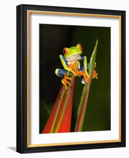 Close-Up of a Red-Eyed Tree Frog Sitting on a Heliconia Flower, Costa Rica-null-Framed Photographic Print