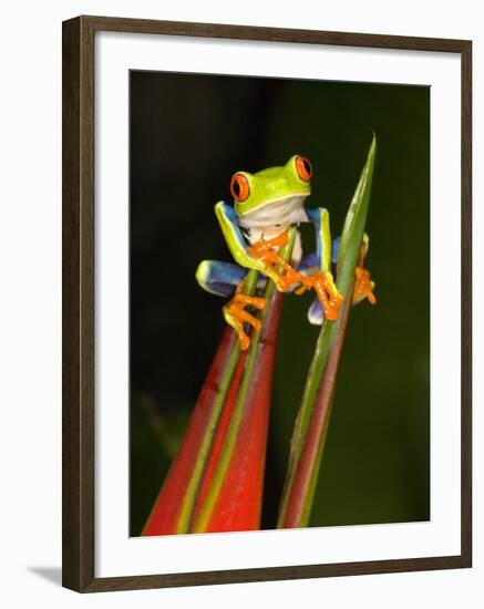 Close-Up of a Red-Eyed Tree Frog Sitting on a Heliconia Flower, Costa Rica-null-Framed Photographic Print