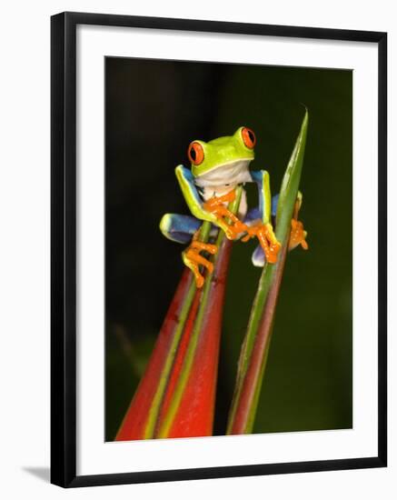 Close-Up of a Red-Eyed Tree Frog Sitting on a Heliconia Flower, Costa Rica-null-Framed Photographic Print