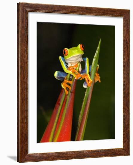 Close-Up of a Red-Eyed Tree Frog Sitting on a Heliconia Flower, Costa Rica-null-Framed Photographic Print