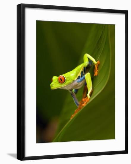 Close-Up of a Red-Eyed Tree Frog Sitting on a Leaf, Costa Rica-null-Framed Photographic Print