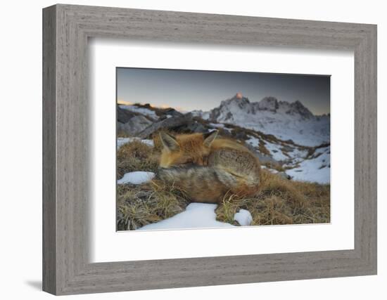 Close-Up of a Red Fox (Vulpes Vulpes) Resting-Benjamin Barthelemy-Framed Photographic Print