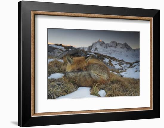 Close-Up of a Red Fox (Vulpes Vulpes) Resting-Benjamin Barthelemy-Framed Photographic Print