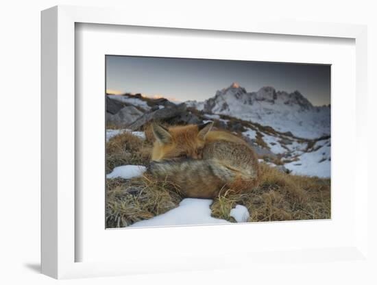 Close-Up of a Red Fox (Vulpes Vulpes) Resting-Benjamin Barthelemy-Framed Photographic Print