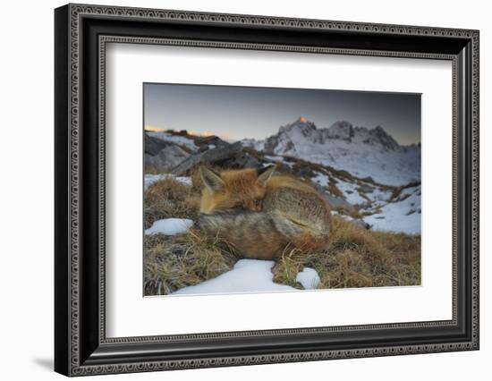 Close-Up of a Red Fox (Vulpes Vulpes) Resting-Benjamin Barthelemy-Framed Photographic Print