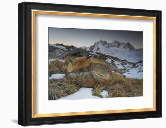 Close-Up of a Red Fox (Vulpes Vulpes) Resting-Benjamin Barthelemy-Framed Photographic Print