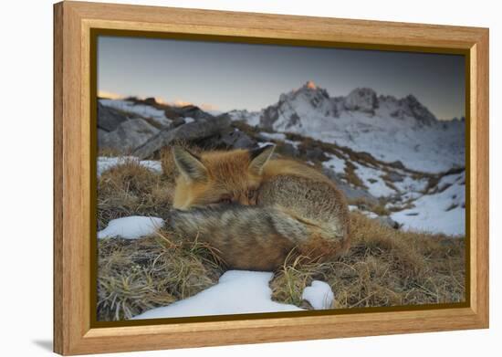 Close-Up of a Red Fox (Vulpes Vulpes) Resting-Benjamin Barthelemy-Framed Premier Image Canvas